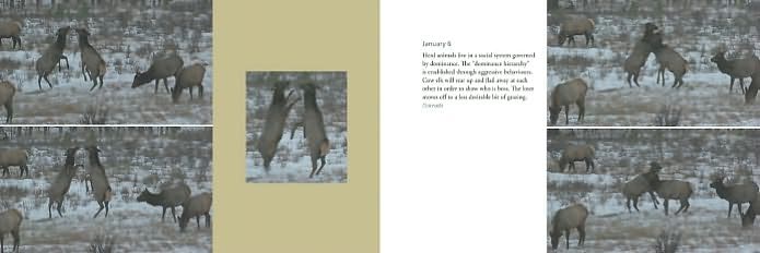 Deer World