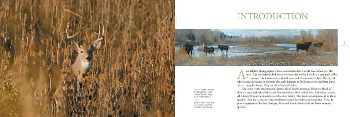 Deer World