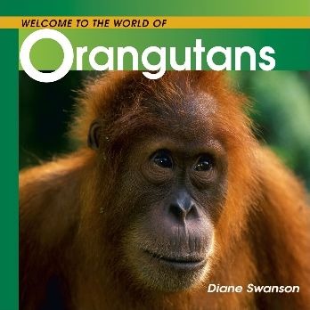 Orangutans