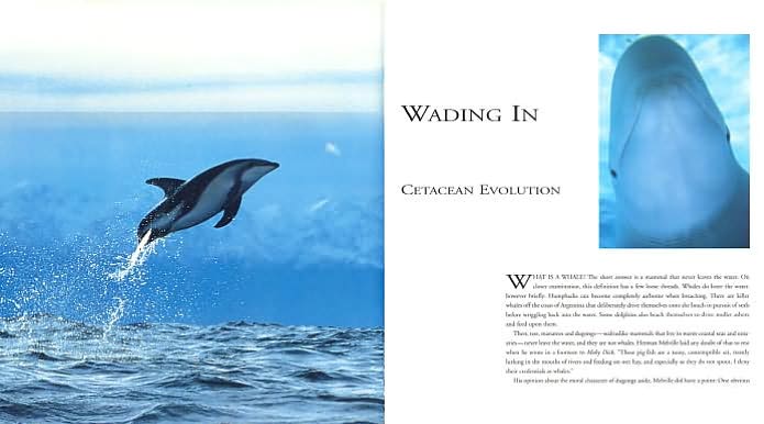 Whales