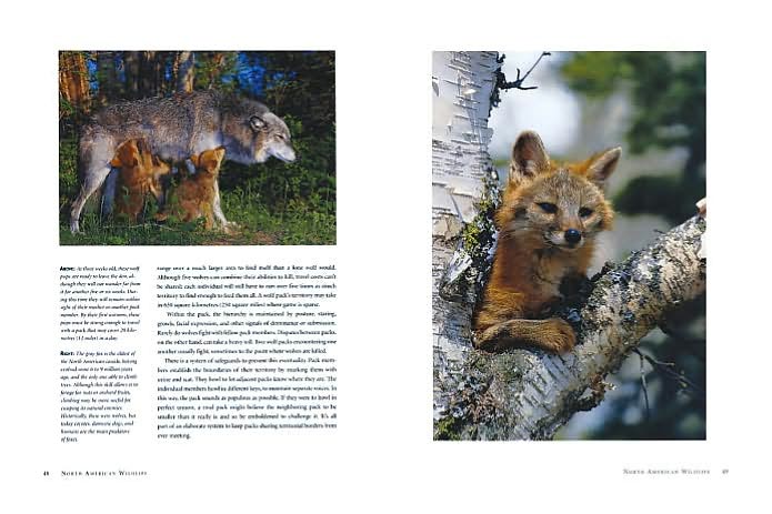 North American Wildlife