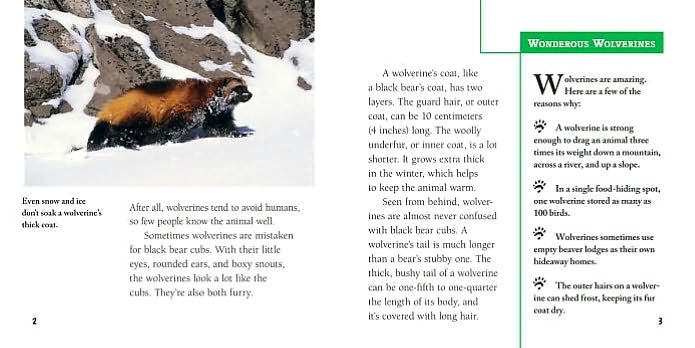 Wolverines