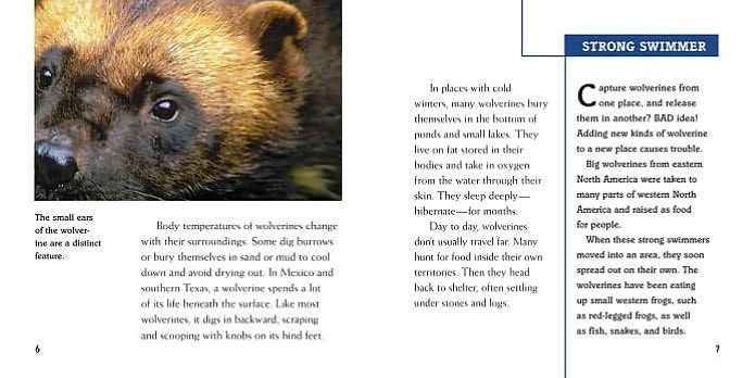 Wolverines