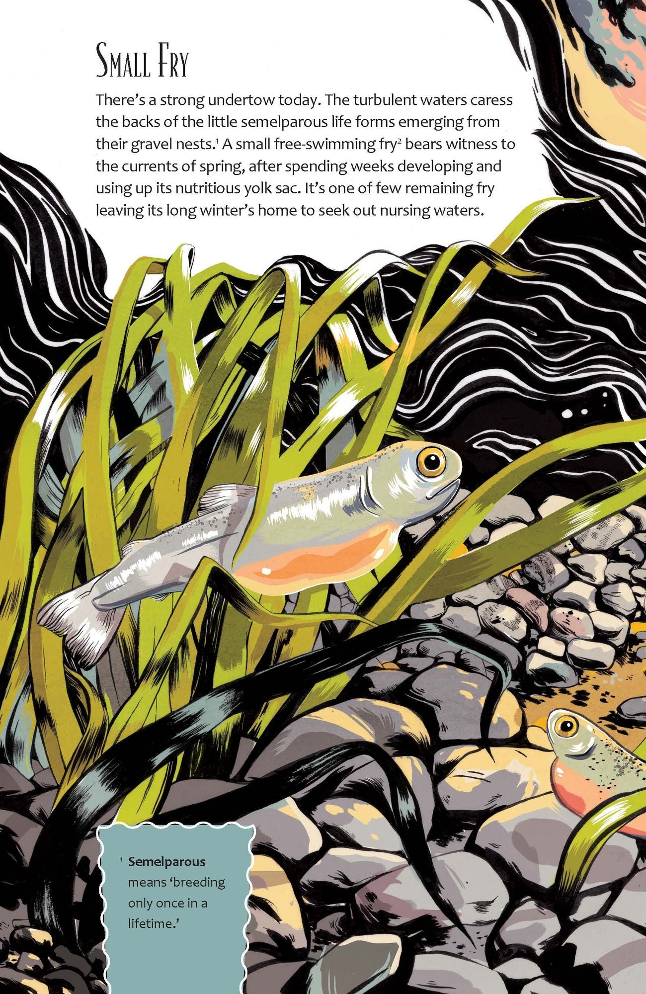 The Sockeye Mother