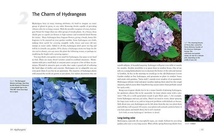 Complete Hydrangeas
