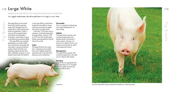 Choosing and Keeping Pigs