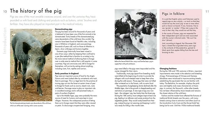 Choosing and Keeping Pigs