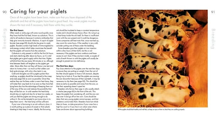 Choosing and Keeping Pigs