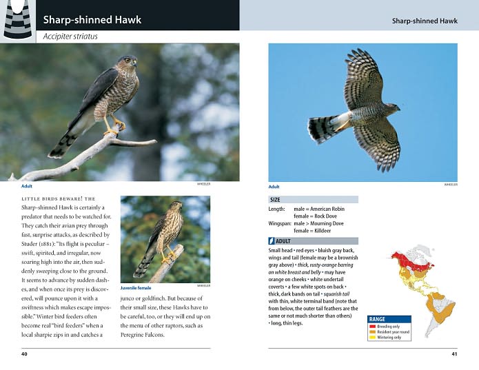 Hawks and Owls of Eastern North America