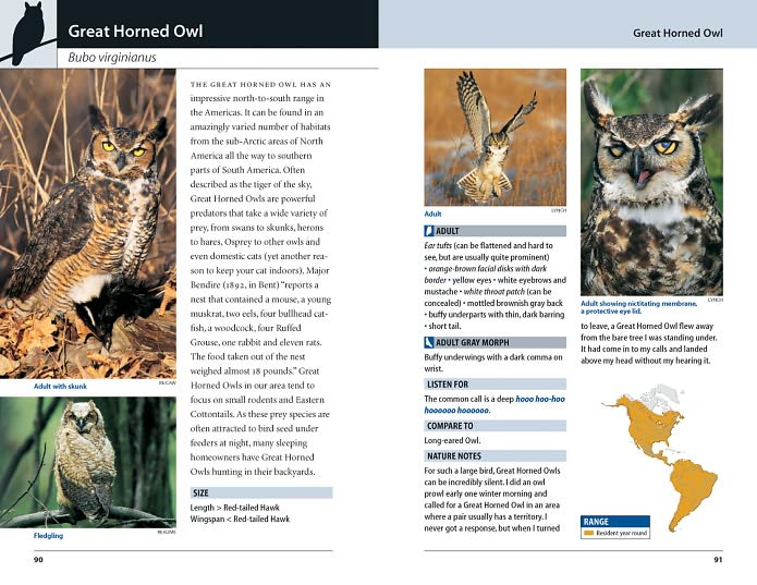 Hawks and Owls of Eastern North America