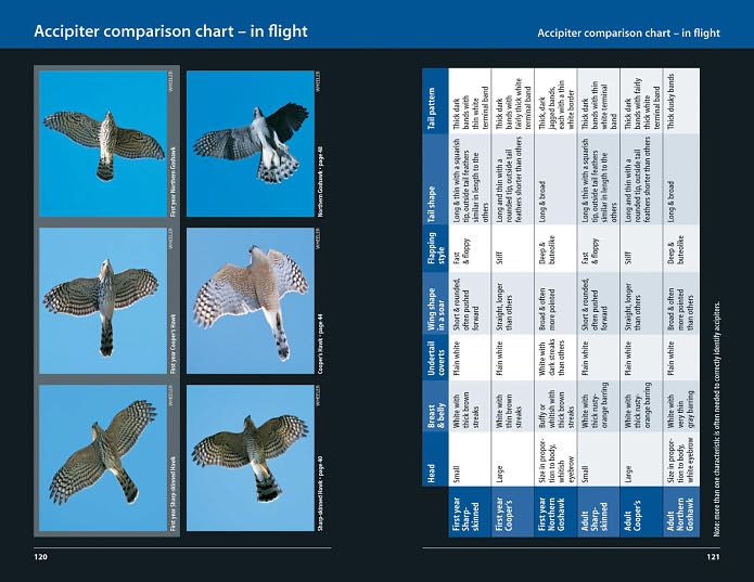 Hawks and Owls of Eastern North America