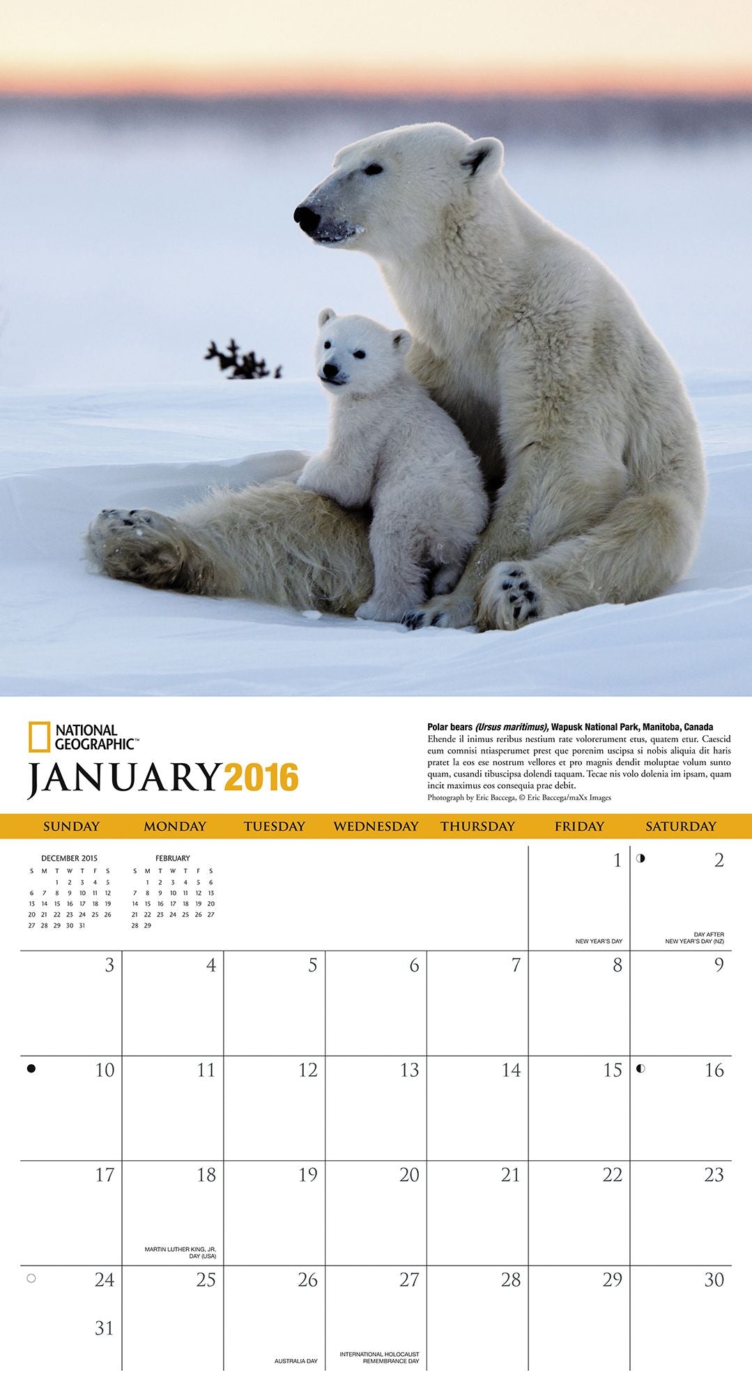 2016 Animal Moms Wall Calendar