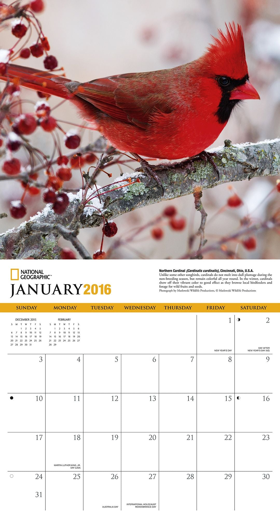 2016 Backyard Birds Wall Calendar