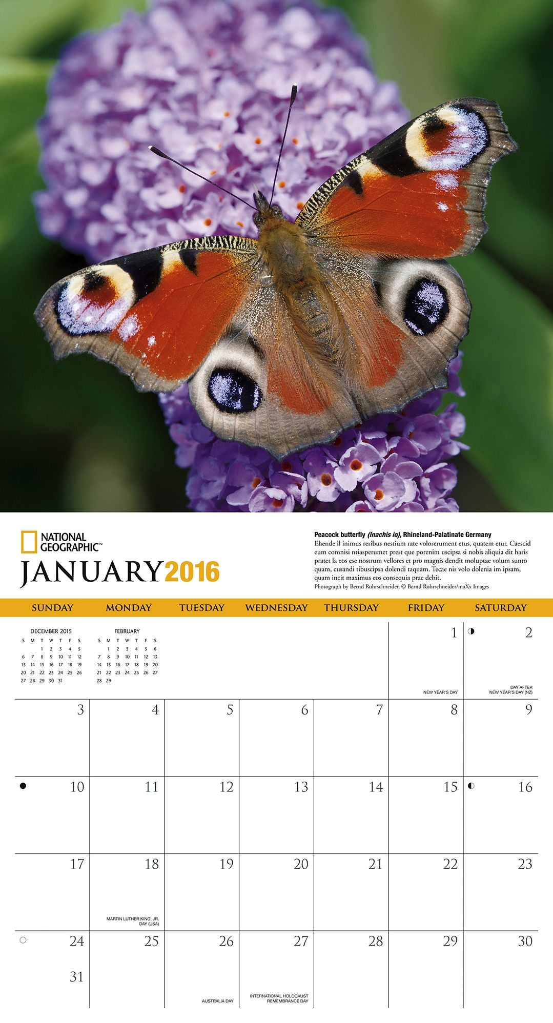 2016 Butterflies Wall Calendar