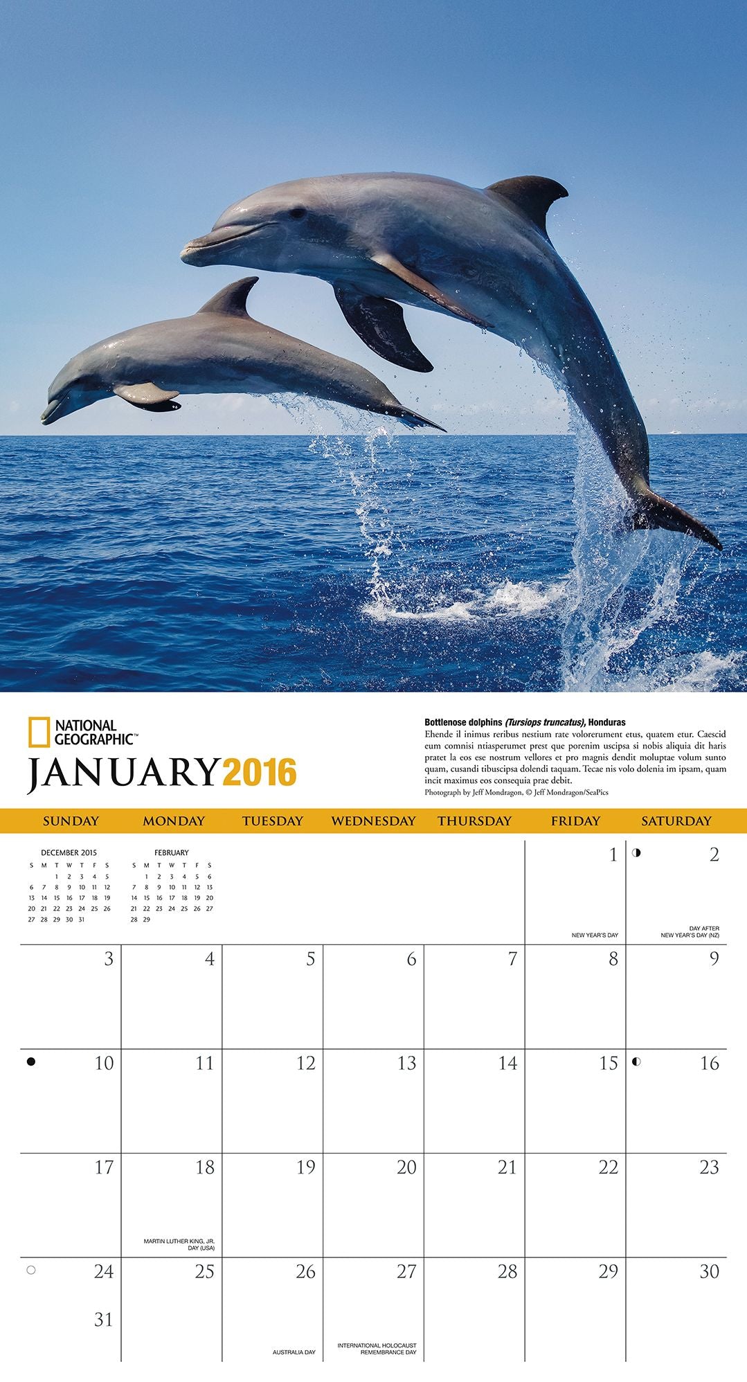 2016 Dolphins Wall Calendar