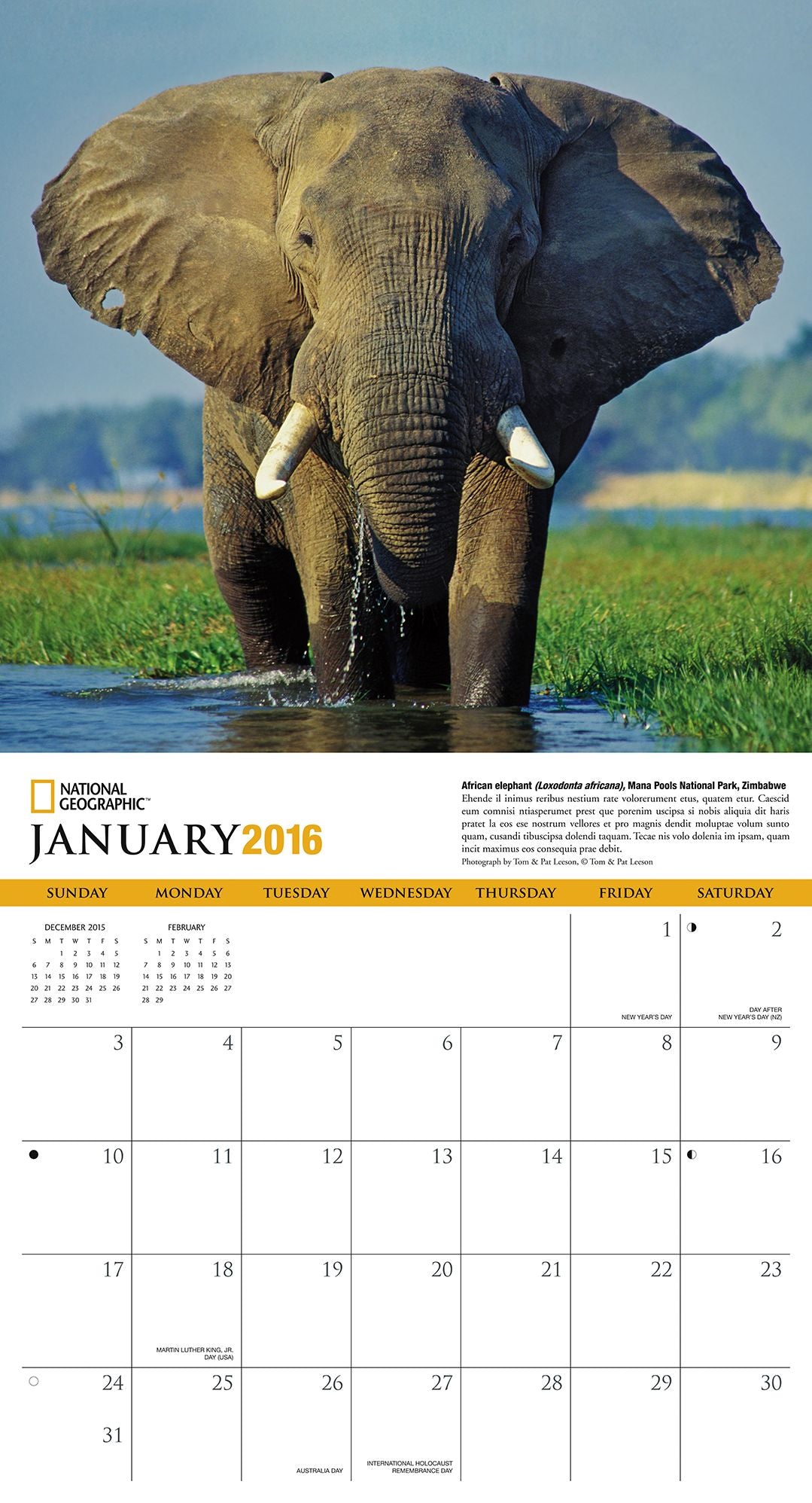2016 Elephants Wall Calendar