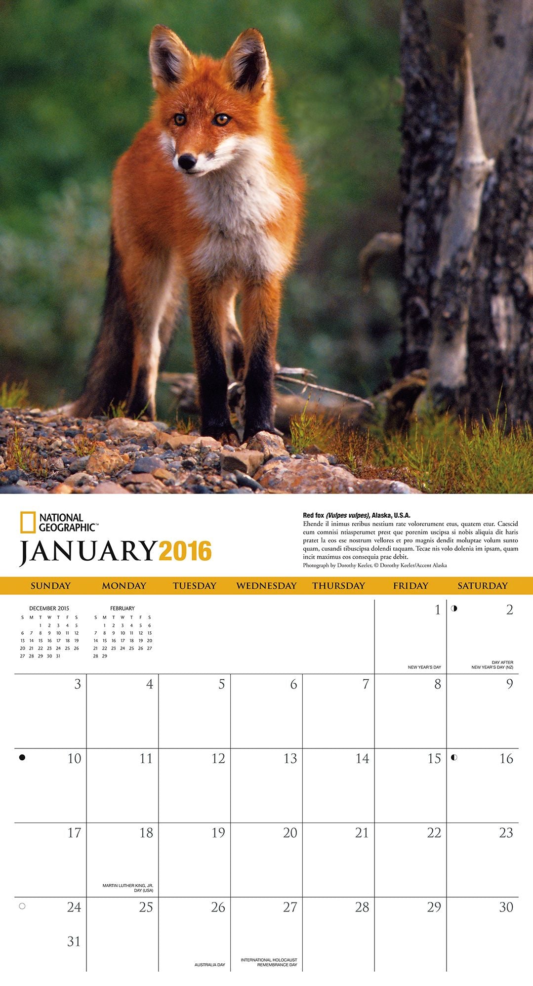 2016 Foxes Wall Calendar