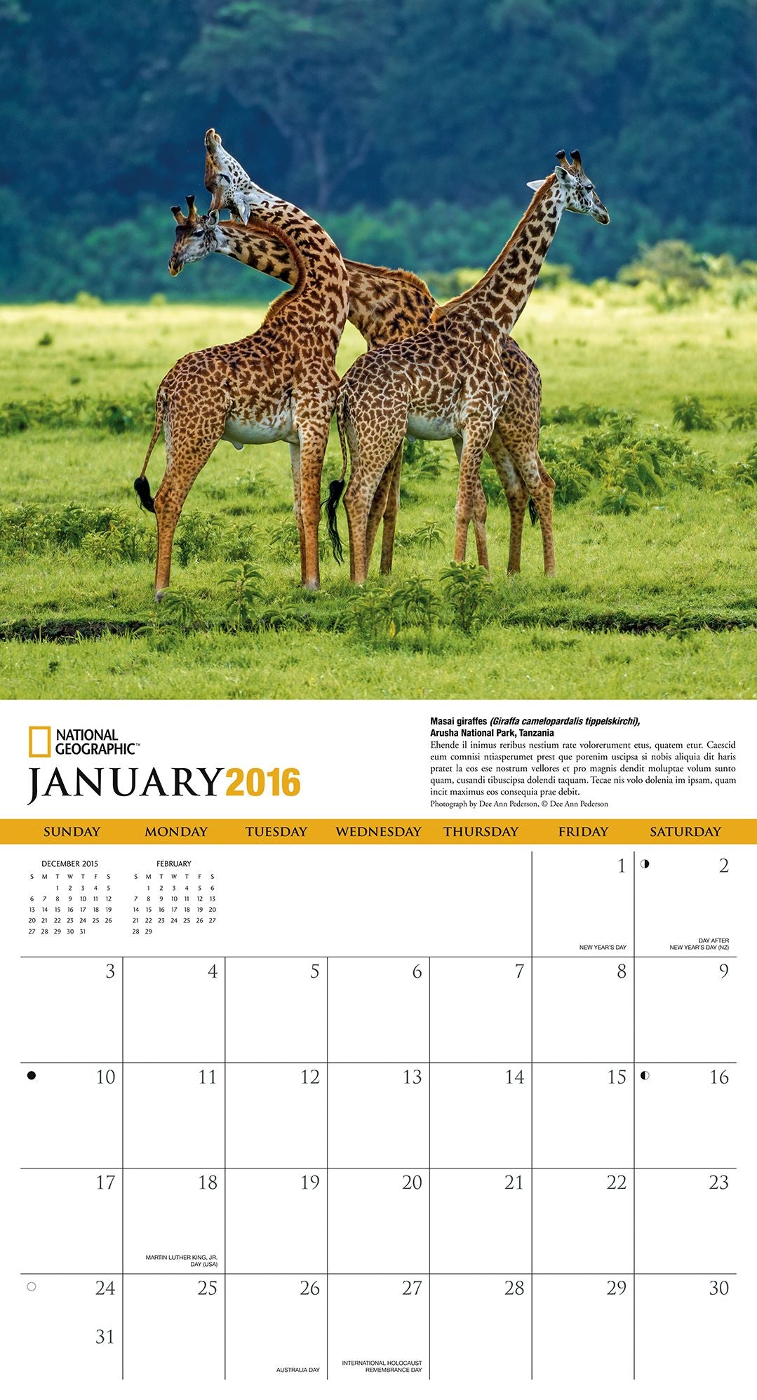 2016 Giraffes Wall Calendar