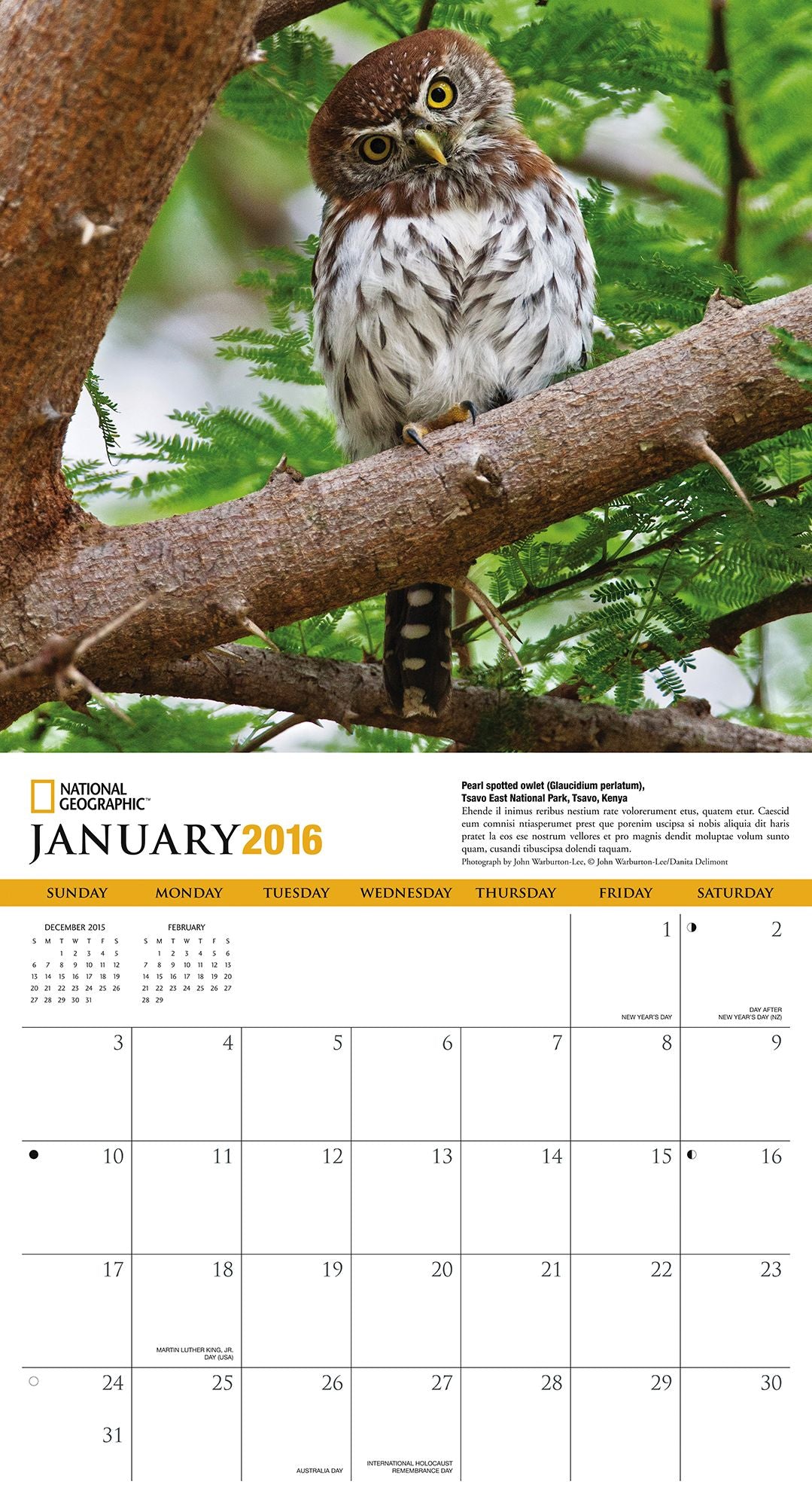 2016 Owls Wall Calendar