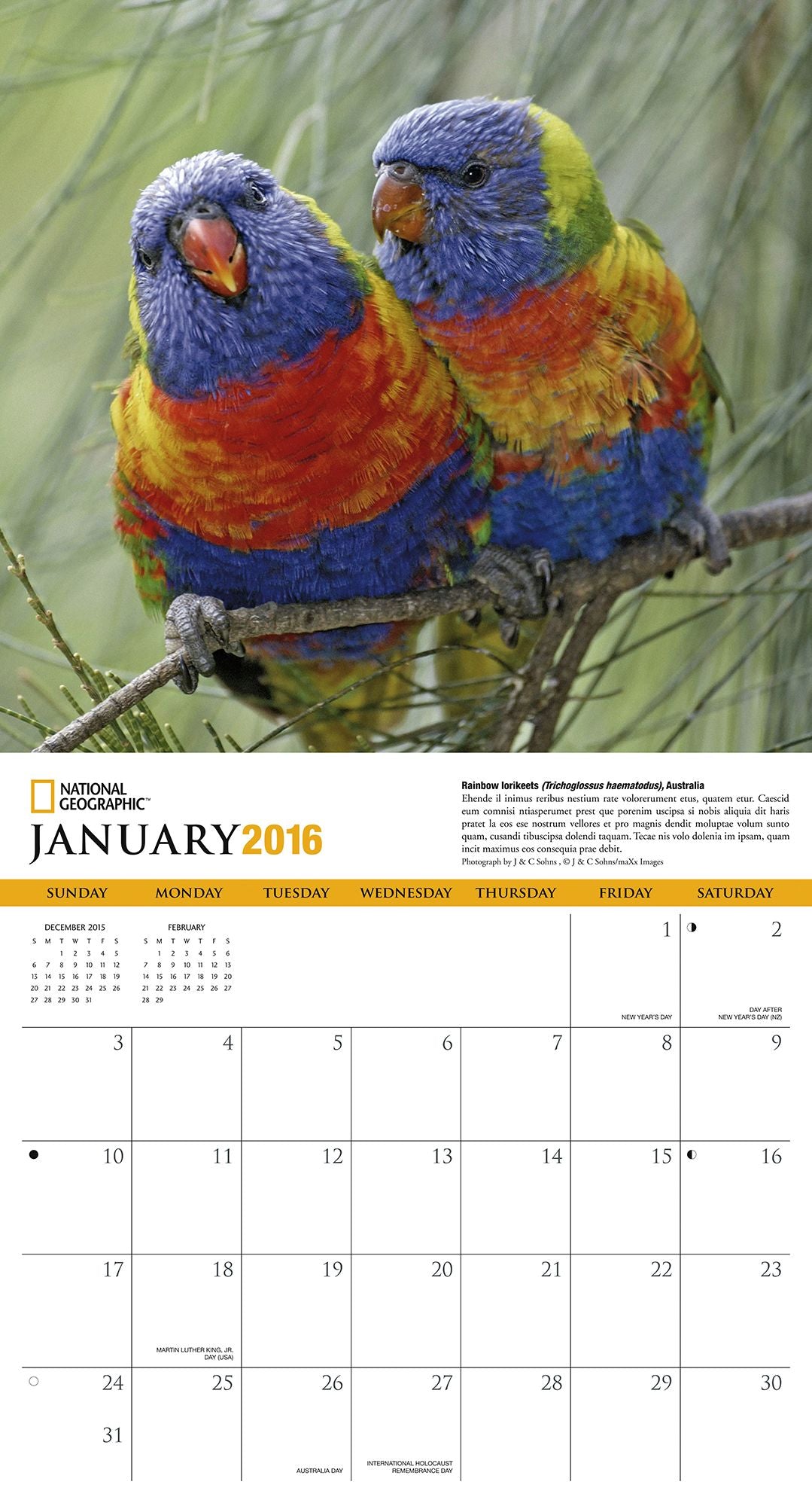 2016 Parrots Wall Calendar