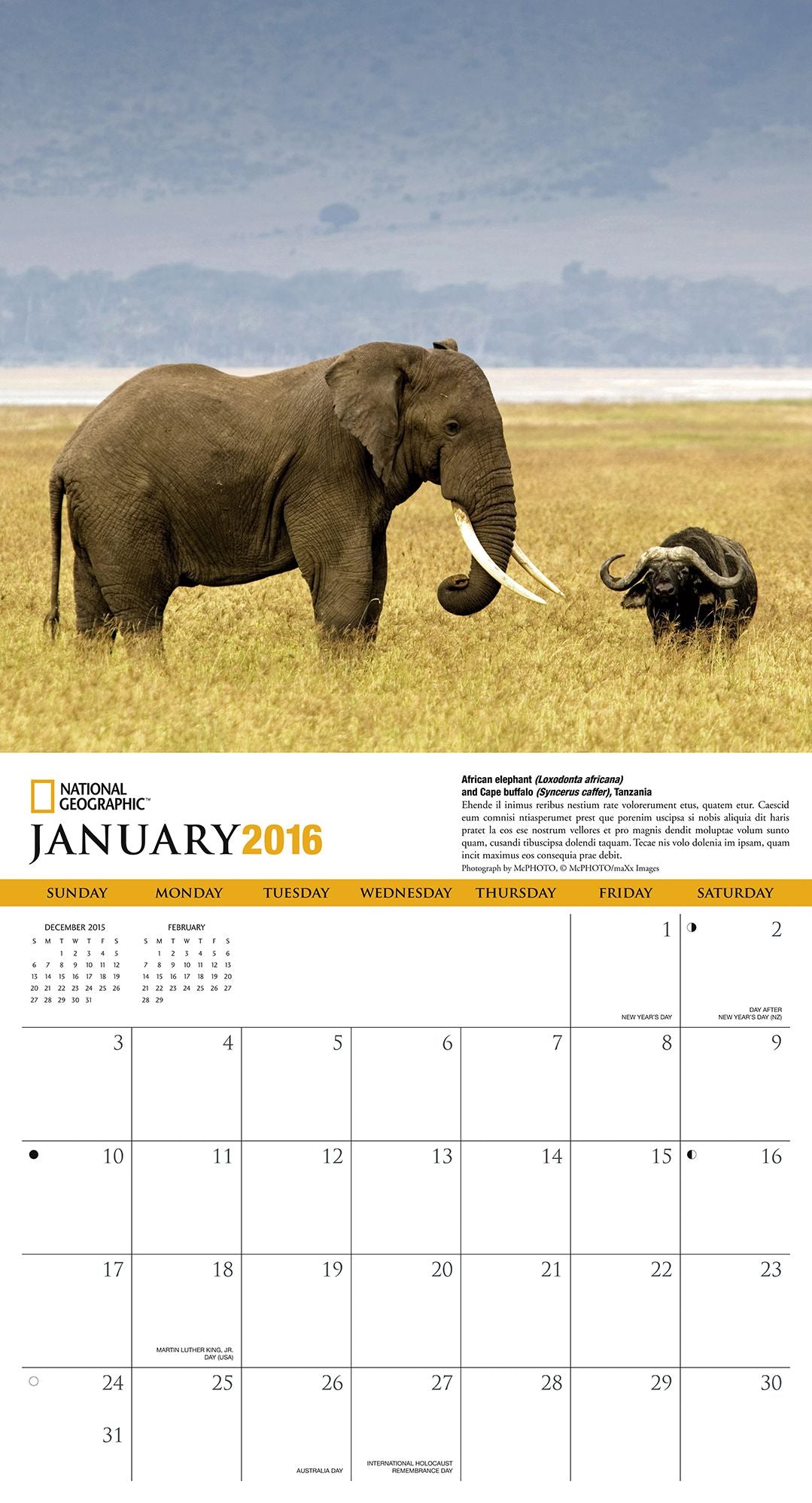2016 Safari Wall Calendar