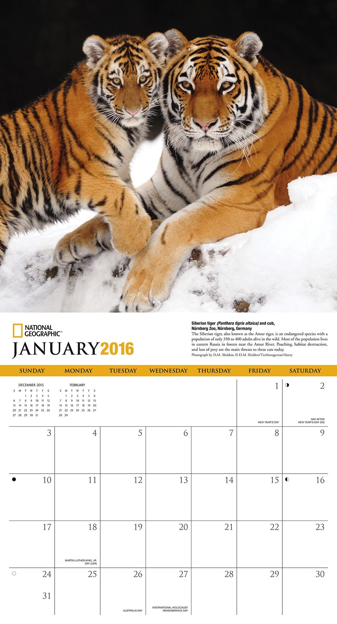 2016 Tigers Wall Calendar