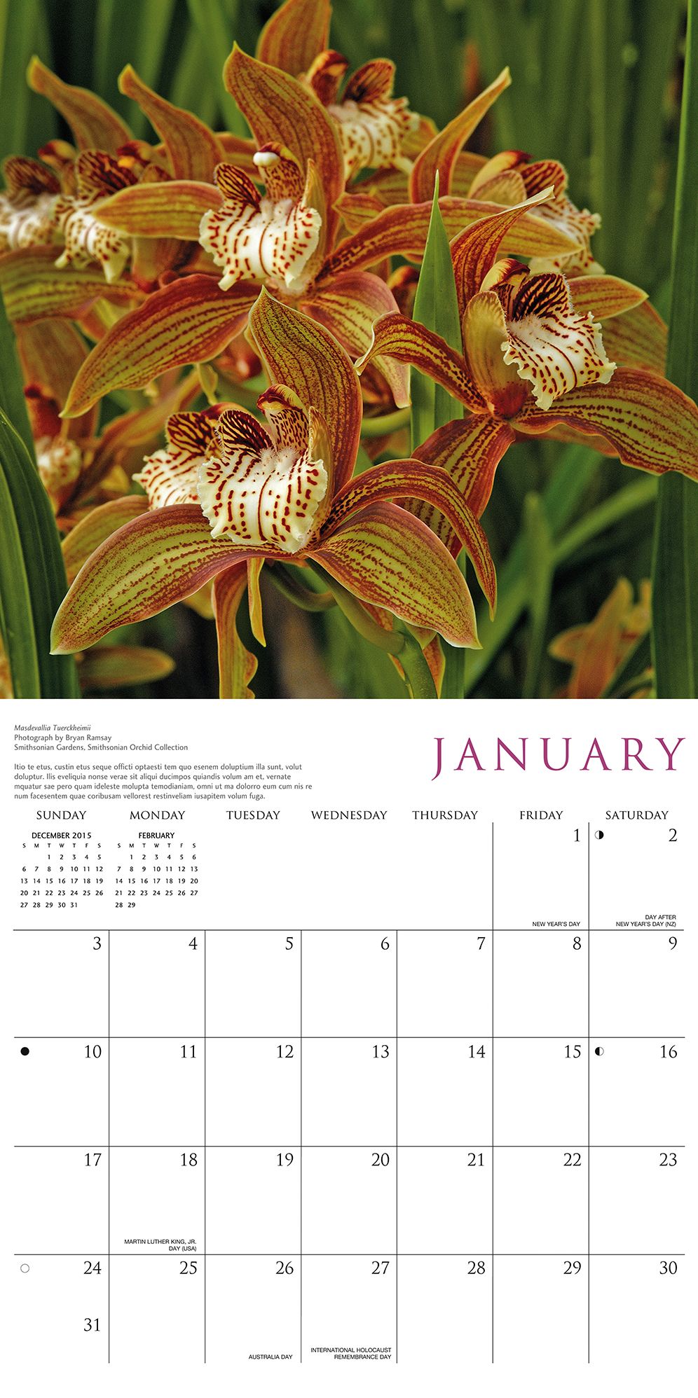 2016 Orchids Wall Calendar