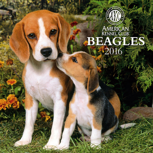 2016 Beagles Wall Calendar