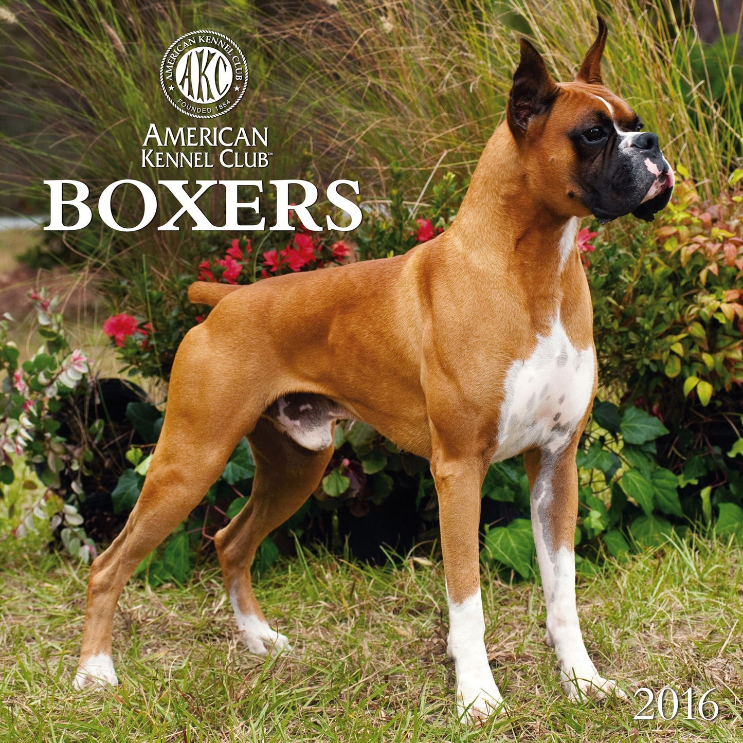 2016 Boxers Wall Calendar