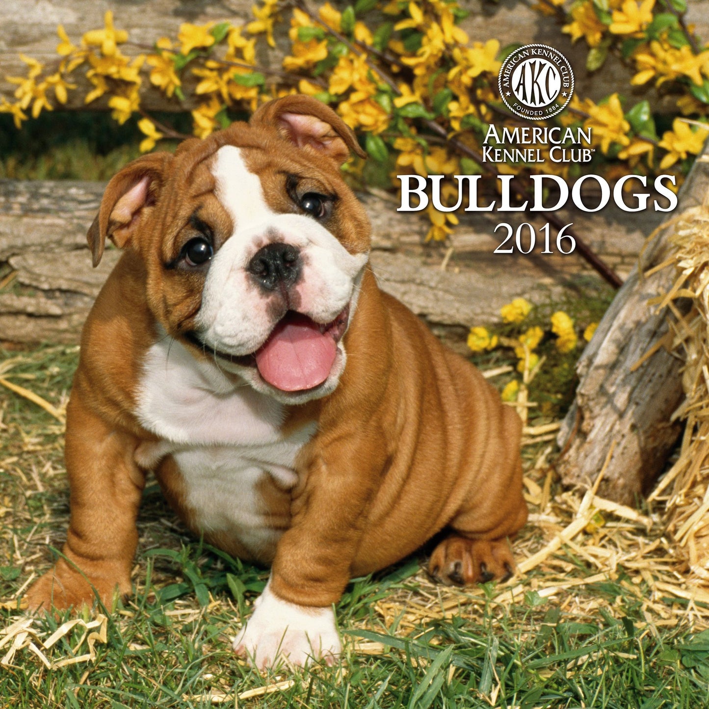 2016 Bulldogs Wall Calendar