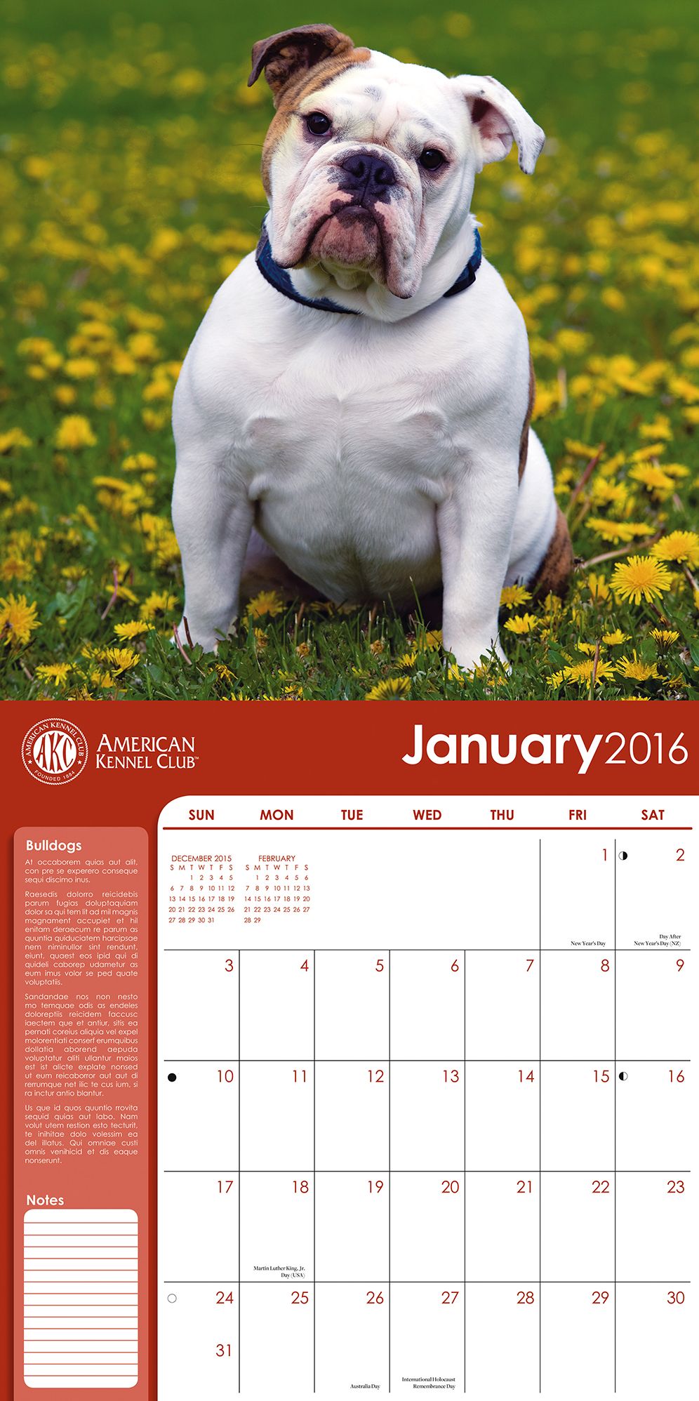 2016 Bulldogs Wall Calendar