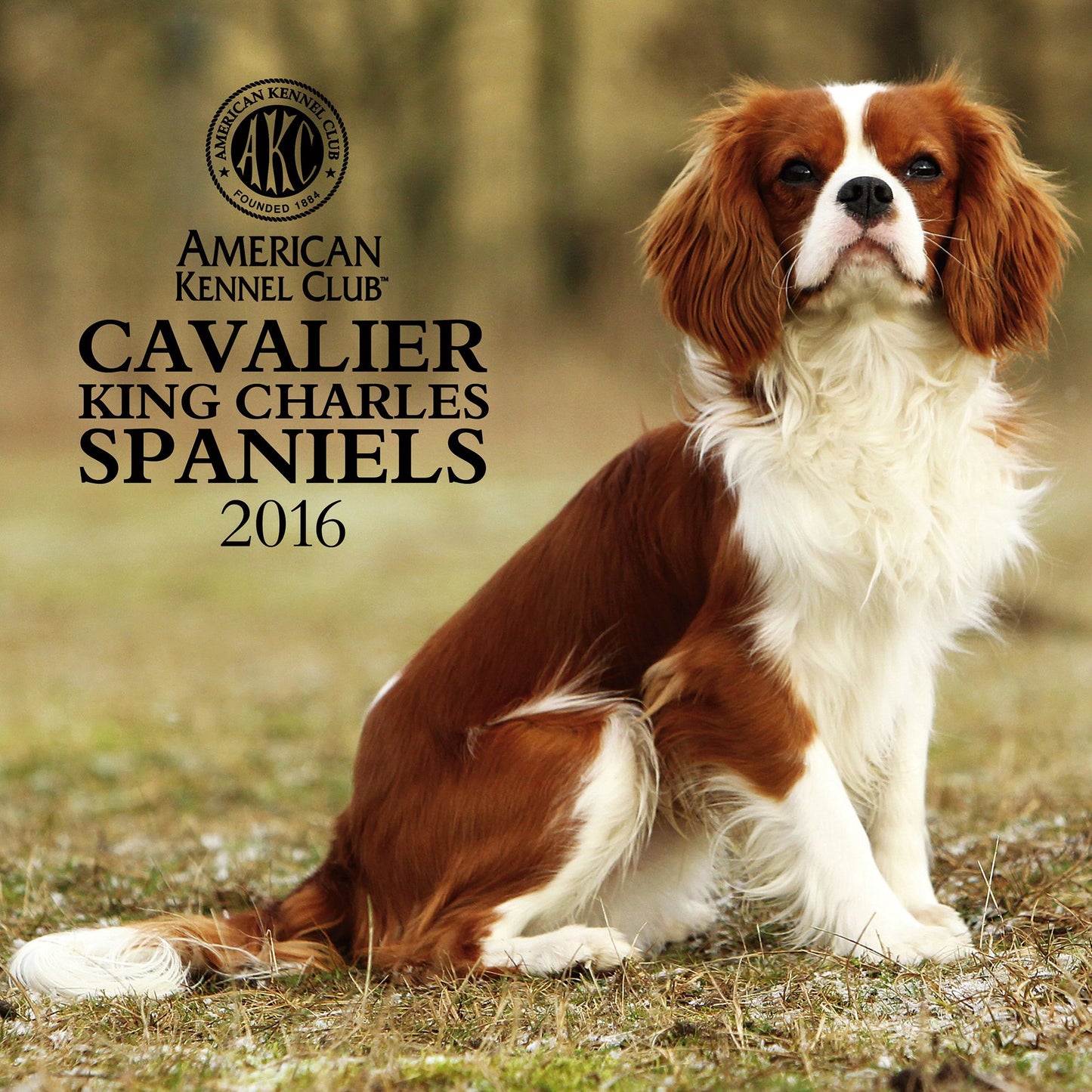 2016 Cavalier King Charles Spaniels Wall Calendar