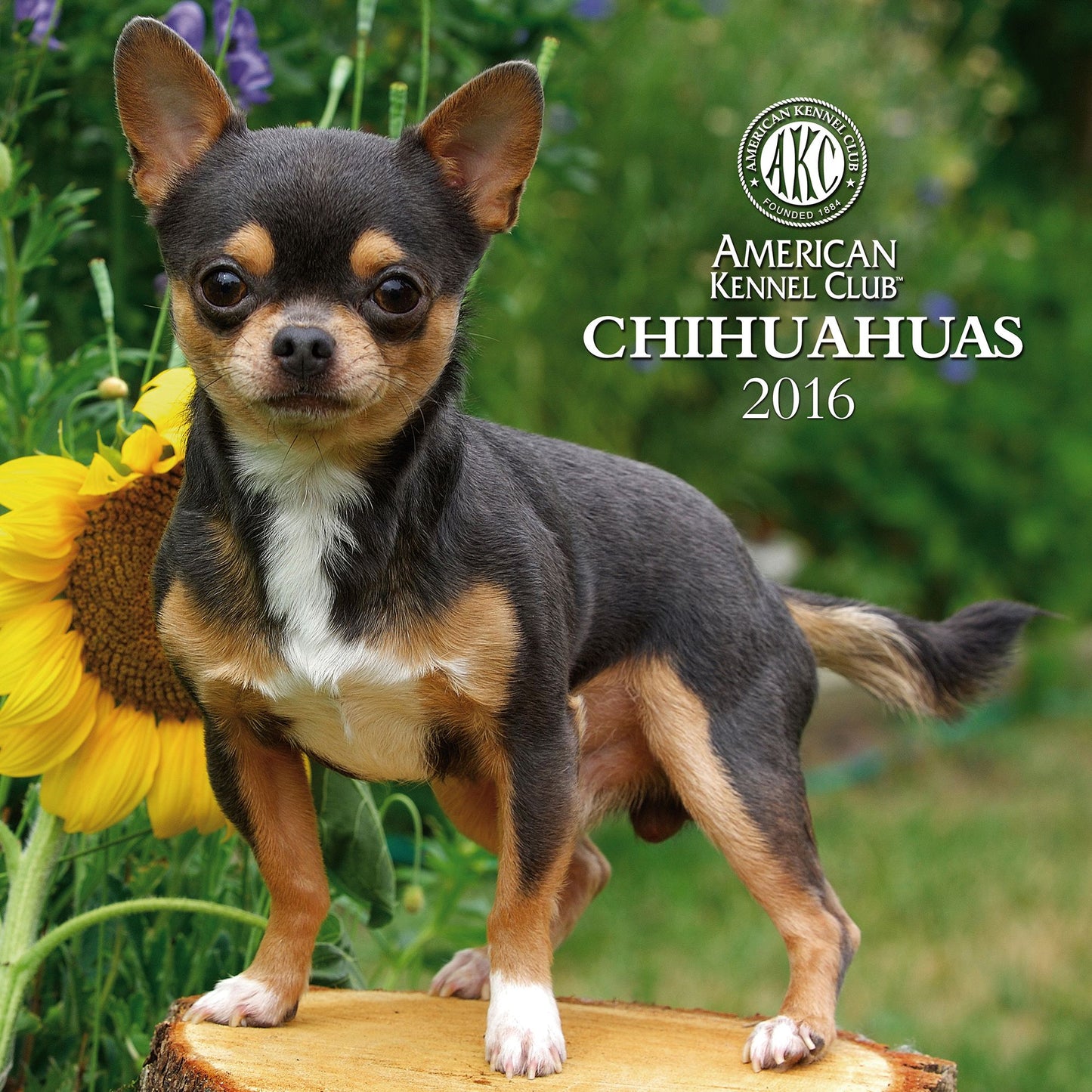 2016 Chihuahuas Wall Calendar
