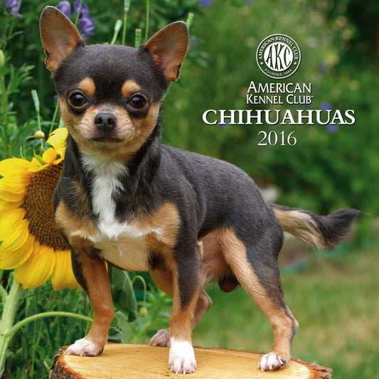 2016 Chihuahuas Wall Calendar