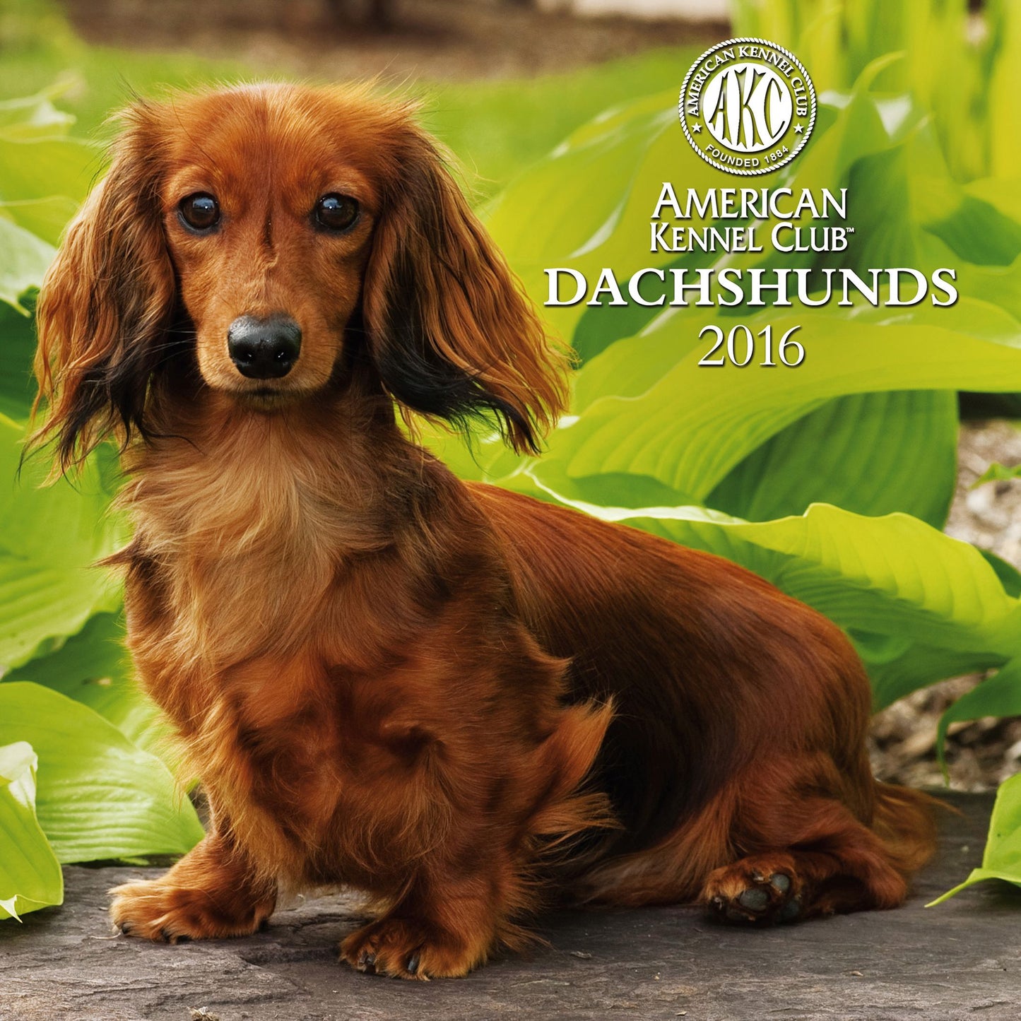 2016 Dachshunds Wall Calendar