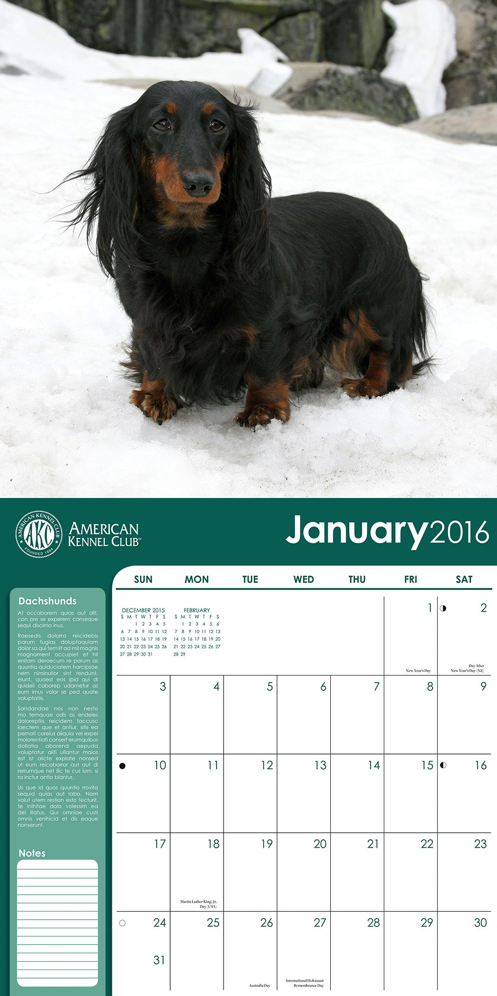 2016 Dachshunds Wall Calendar