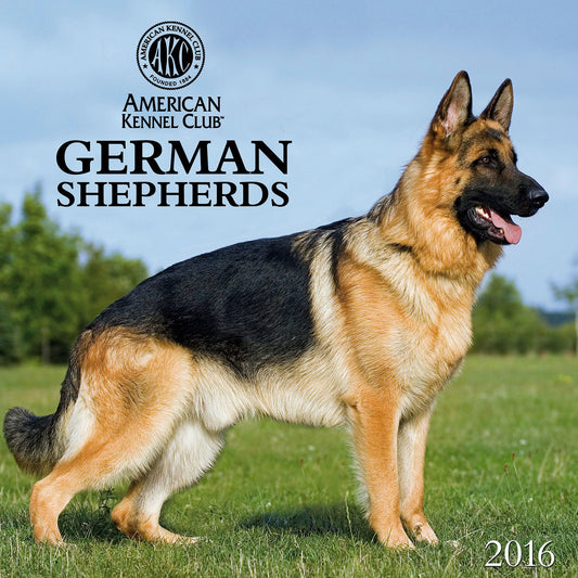 2016 German Shepherds Wall Calendar