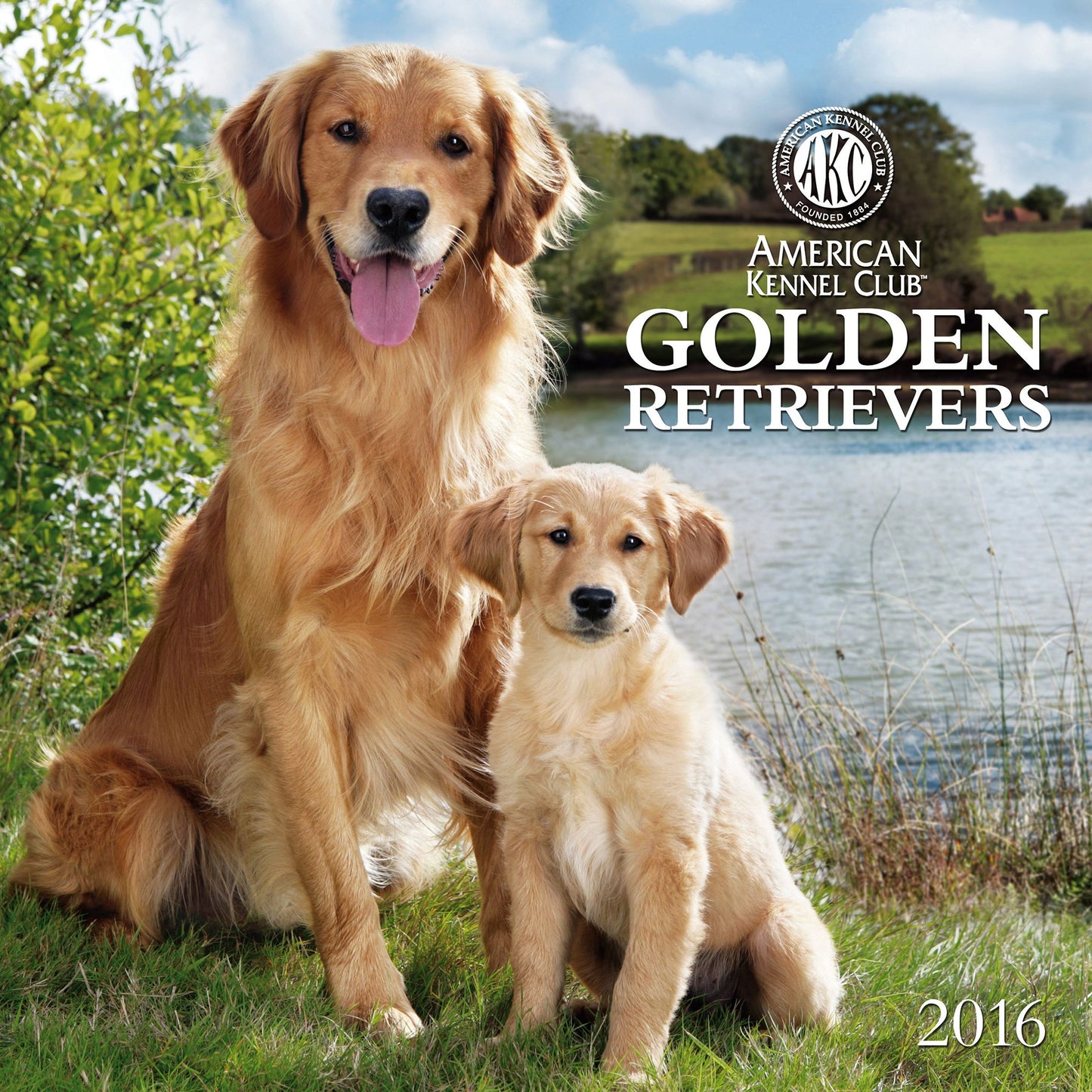 2016 Golden Retrievers Wall Calendar