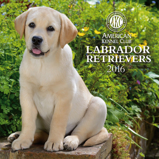 2016 Labrador Retrievers Wall Calendar