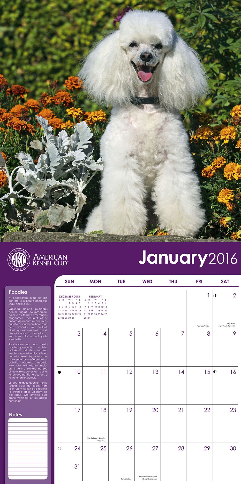 2016 Poodles Wall Calendar