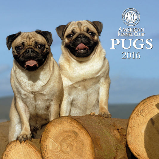 2016 Pugs Wall Calendar