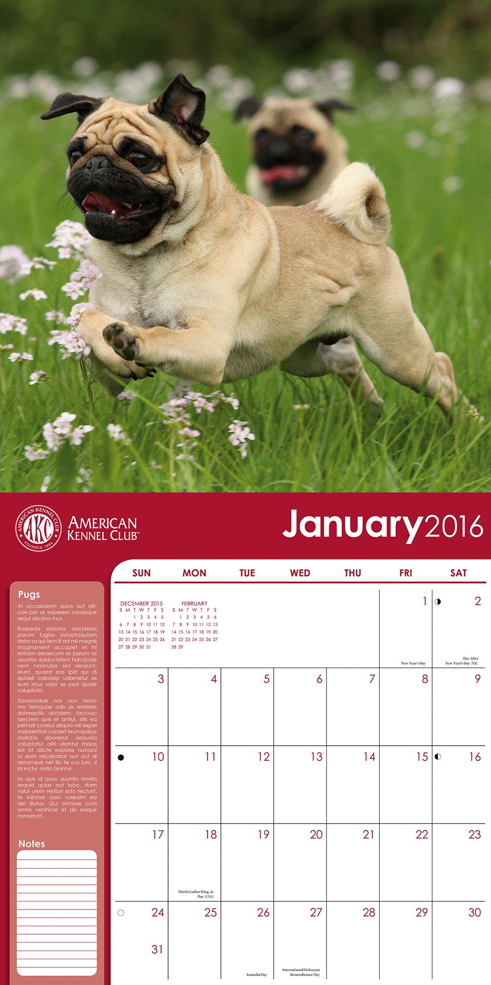 2016 Pugs Wall Calendar
