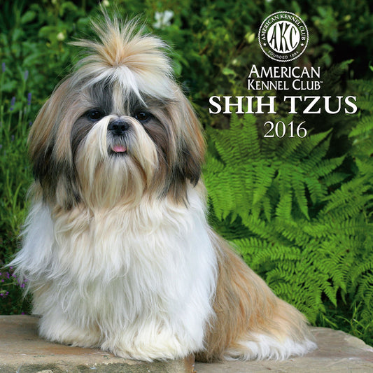 2016 Shih Tzus Wall Calendar