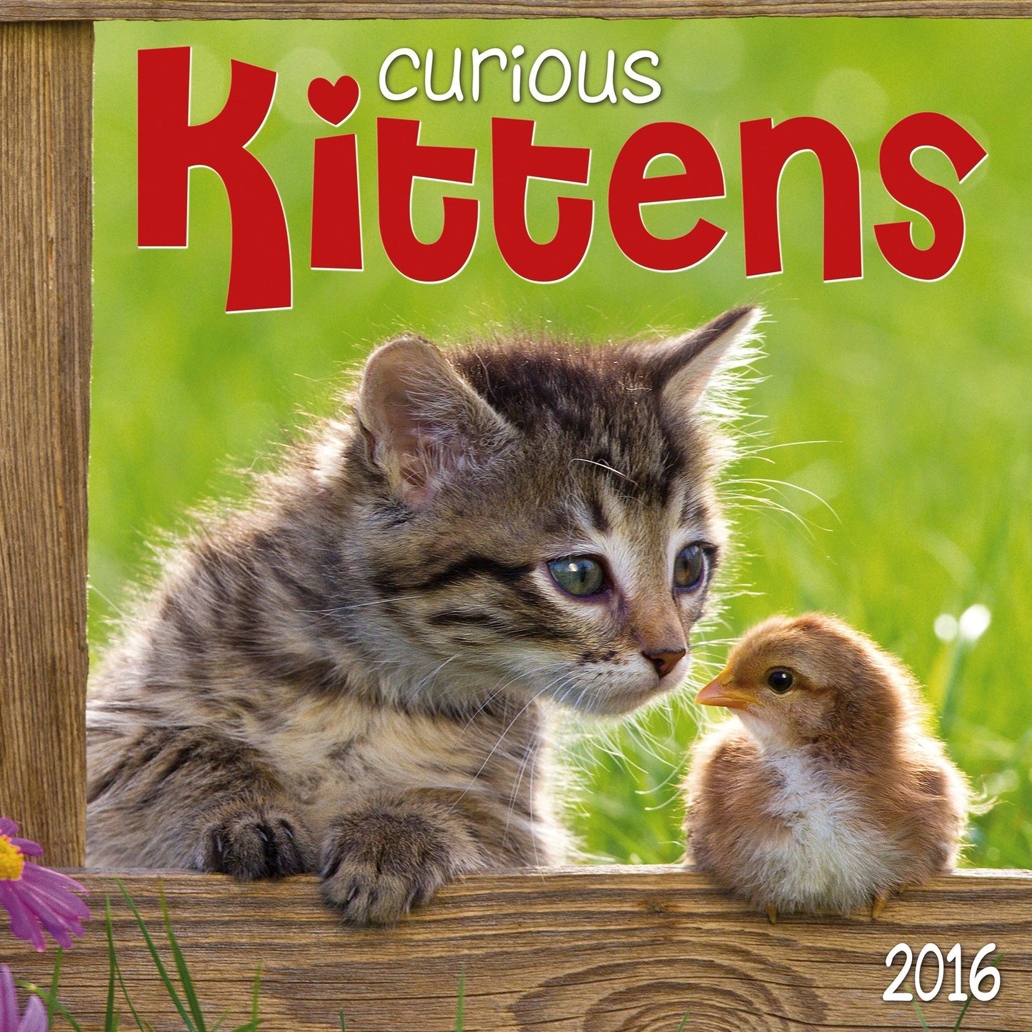 2016 Curious Kittens Wall Calendar