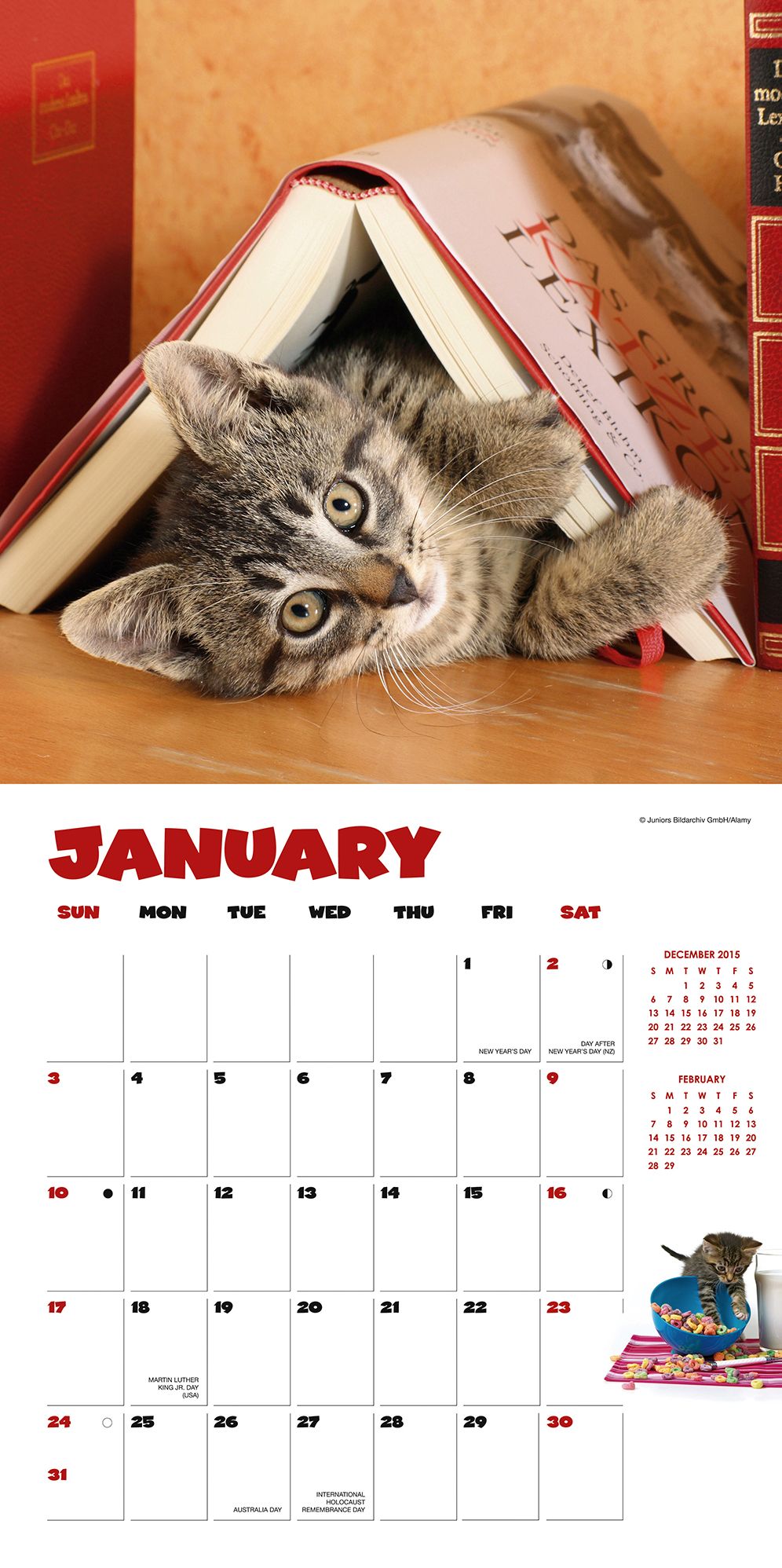 2016 Curious Kittens Wall Calendar