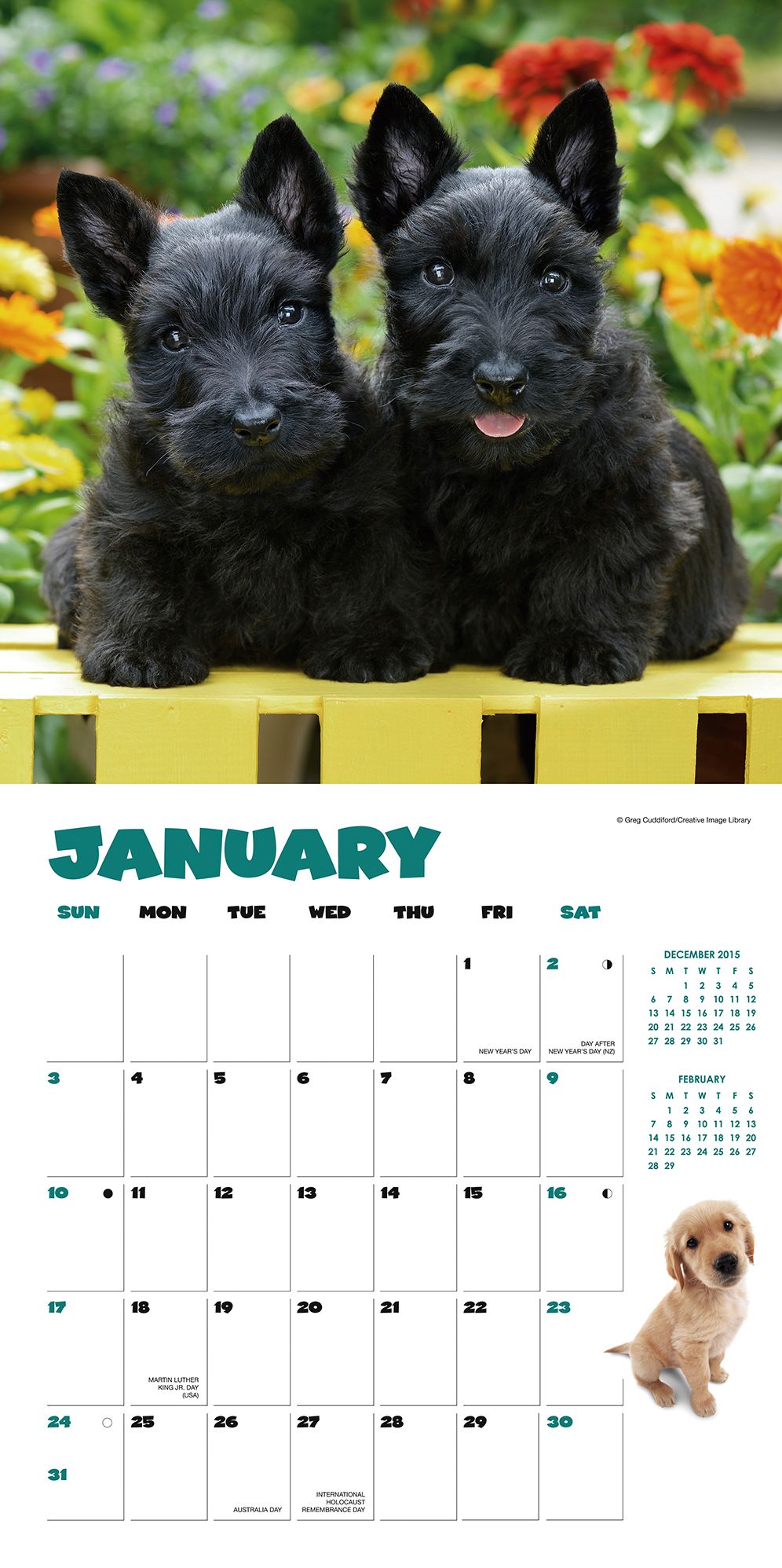 2016 Puppies Wall Calendar