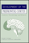 Development Of The Prefrontal Cortex