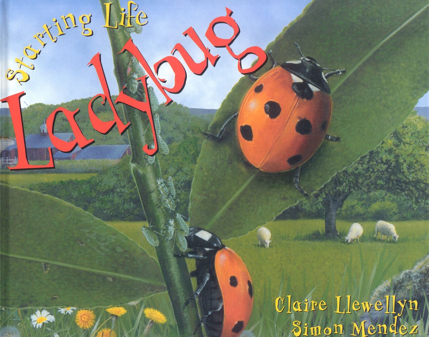 Ladybug (Starting Life Series)