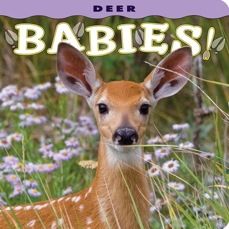 Deer Babies