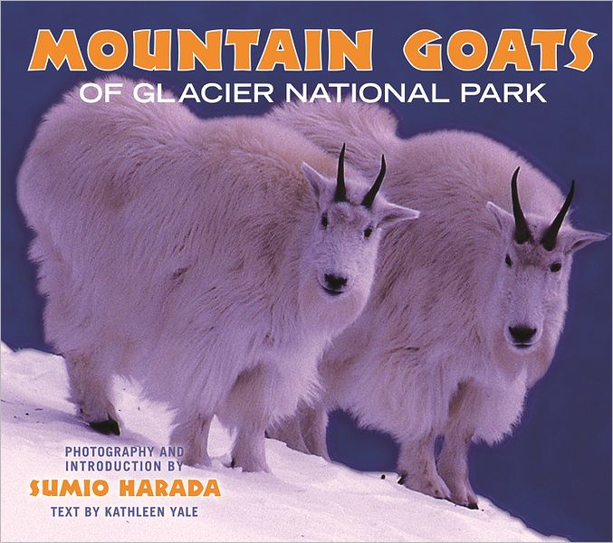 Mountain Goats of Glacier National Park